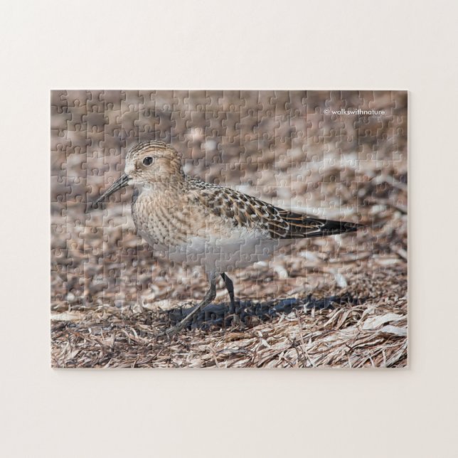 Baird's Sandpiper on the Beach Jigsaw Puzzle (Horizontal)