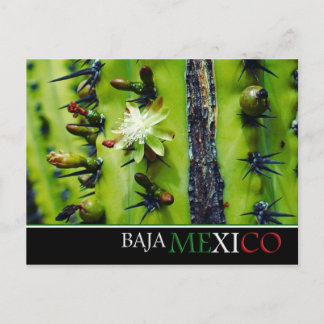 Baja Mexico Postcard