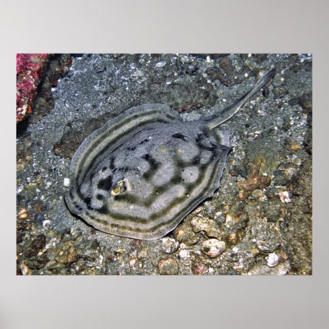 Baja Stingray Poster (Front)