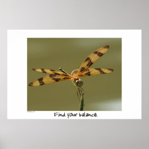 Balance Dragonfly Poster Print