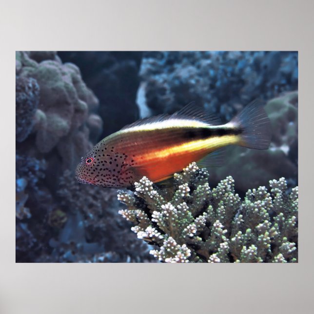 Balance Poster (Front)