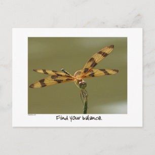 Balanced Dragonfly Postcard