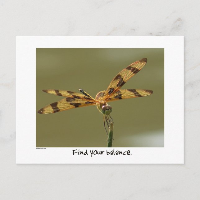 Balanced Dragonfly Postcard (Front)