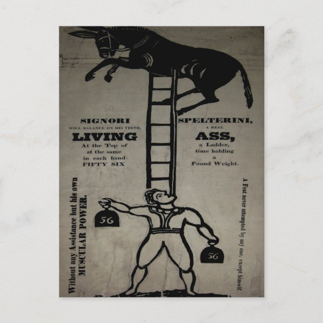 Balancing a Living Donkey ~ Postcard (Front)