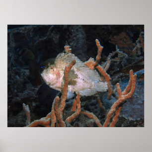 Balancing Act Poster