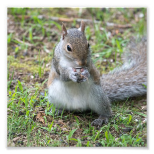 Balancing Act The squirrel and the Seed Photo Print