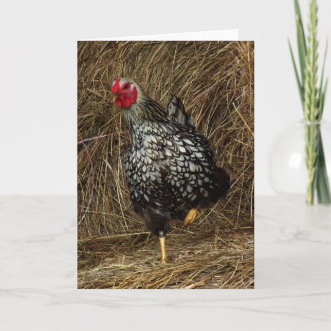 "Balancing" - Barnyard Chicken on One Foot in Hay Card (Front)