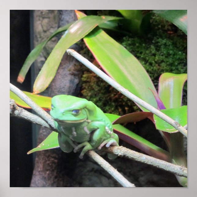 Balancing Frog Poster (Front)