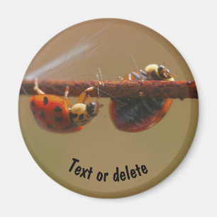 Balancing Ladybugs Nature Personalized Magnet