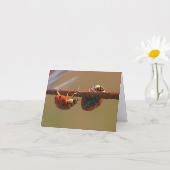 Balancing Ladybugs Nature Photography Note Card (Small Plant)