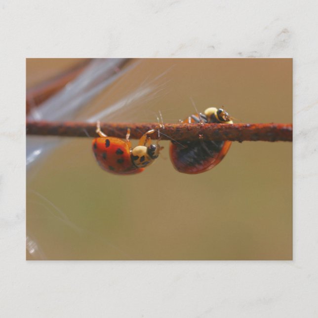 Balancing Ladybugs Nature Photography Postcard (Front)