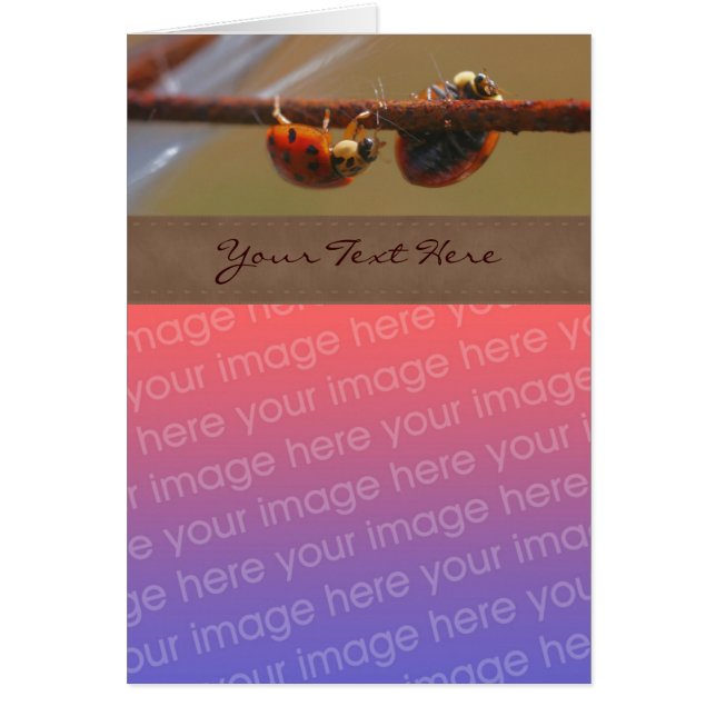 Balancing Ladybugs Nature Your Photo (Front)