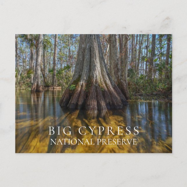 Bald Cypress at Big Cypress National Preserve, FL Postcard (Front)