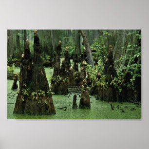 Bald cypress knees rising from swamp water poster