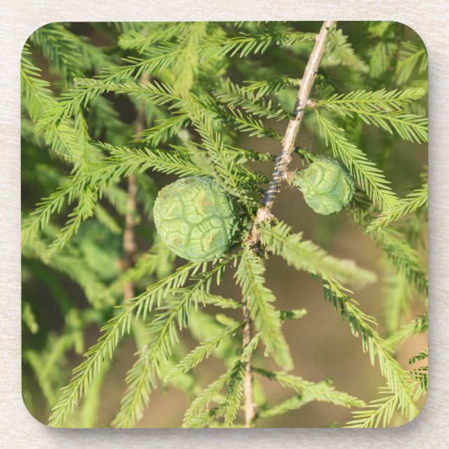 Bald Cypress Seed Cone Coaster (Front)