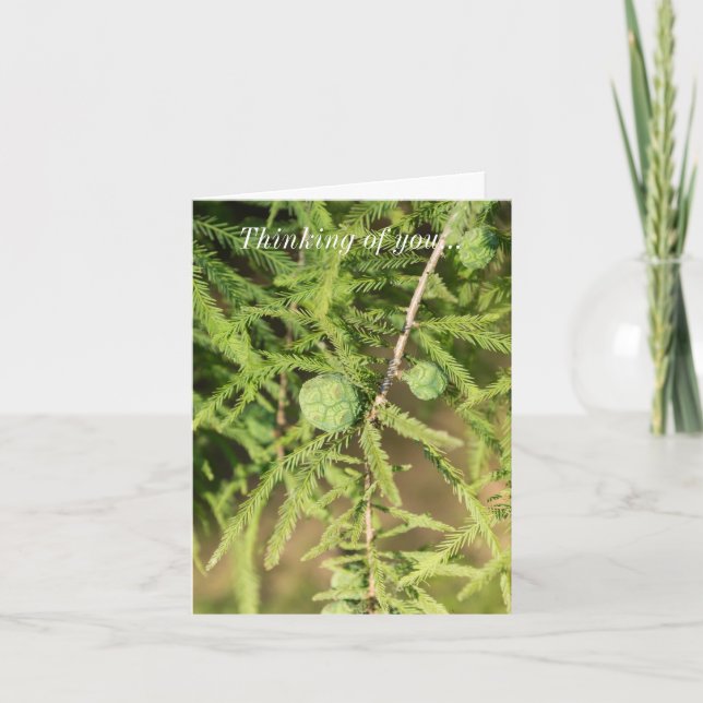 Bald Cypress Seed Cone Thinking Of You Card (Front)
