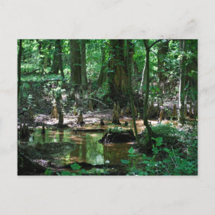 Bald Cypress Swamp post card