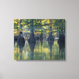 Bald Cypress Trees   Horseshoe Lake Illinois Canvas Print