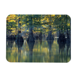 Bald Cypress Trees Horseshoe Lake Illinois Magnet
