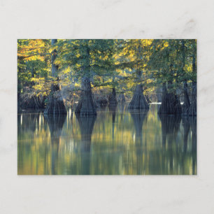 Bald Cypress Trees Horseshoe Lake Illinois Postcard
