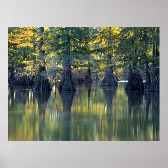 Bald Cypress Trees | Horseshoe Lake Illinois Poster (Front)