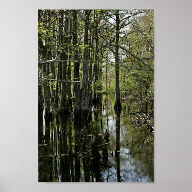 Bald cypress trees in swamp poster (Front)
