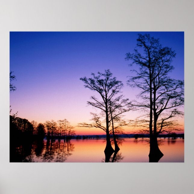 Bald Cypress Trees | National Wildlife Refuge, TN Poster (Front)