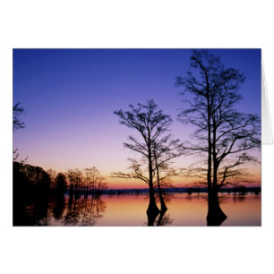 Bald cypress trees silhouetted at sunset,