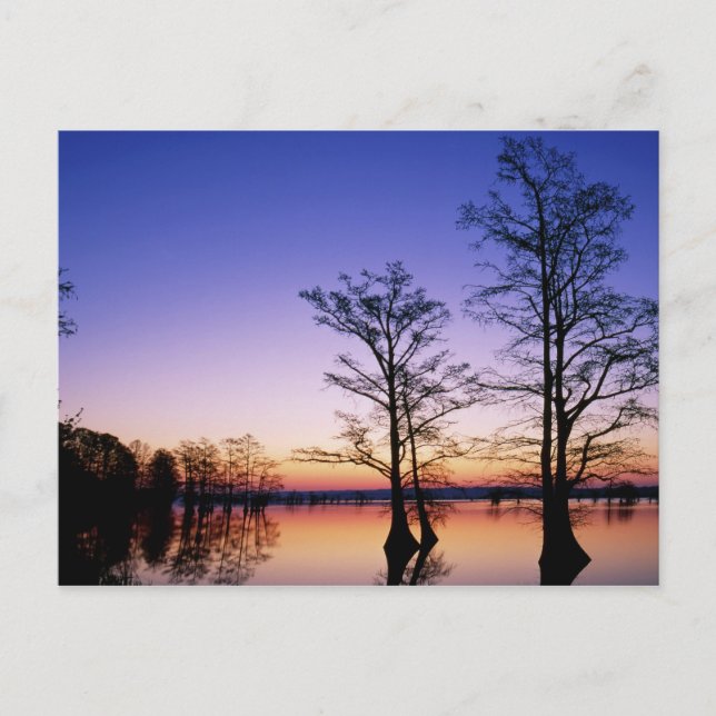Bald cypress trees silhouetted at sunset, postcard (Front)