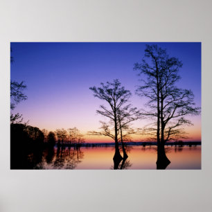 Bald cypress trees silhouetted at sunset, poster