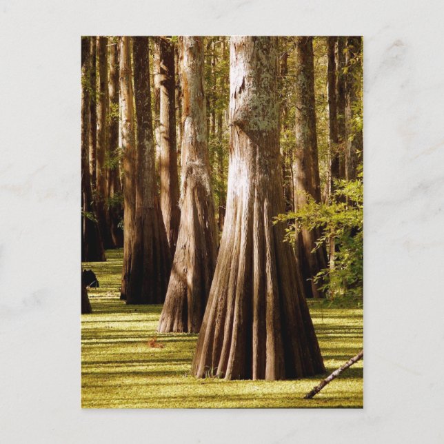 Bald Cypress Trees with Buttress Trunks Postcard (Front)