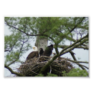 Bald Eagel in nest 7 x5 Photographic Print