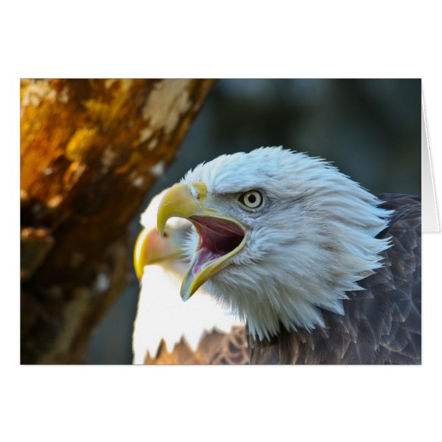 Bald Eagle (Front Horizontal)