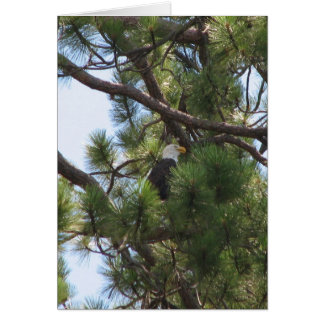 Bald Eagle