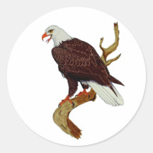Bald Eagle American National Symbol Pride Strength