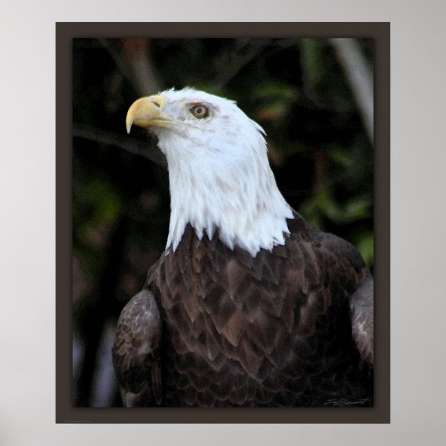 Bald Eagle Art Print -20x24 -or smaller (Front)