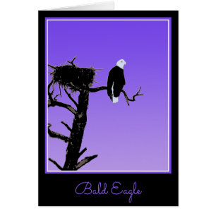 Bald Eagle at Sunset  - Original Wildlife Art