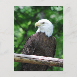 Bald Eagle Bird Postcard