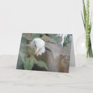 Bald Eagle Bird Thank you, Note Card