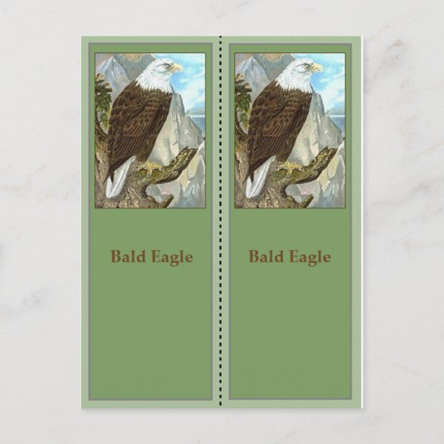 Bald Eagle Birding Bookmarks Postcard (Front)
