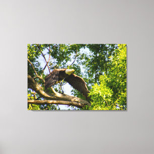 Bald Eagle Branch Takeoff Canvas Print
