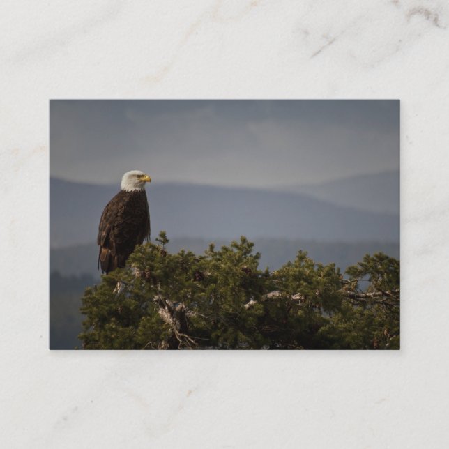 Bald Eagle - Business Card (Front)