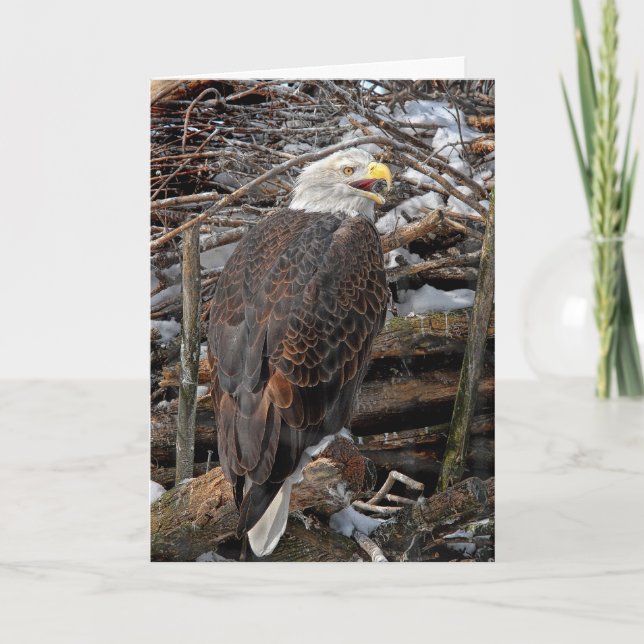 Bald Eagle by Snowy Nest Holiday Card (Front)