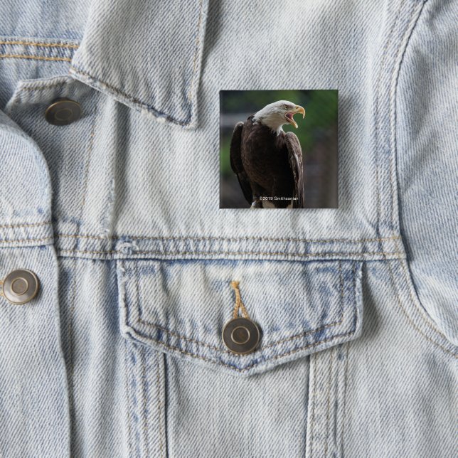 Bald Eagle Calling 15 Cm Square Badge (In Situ)