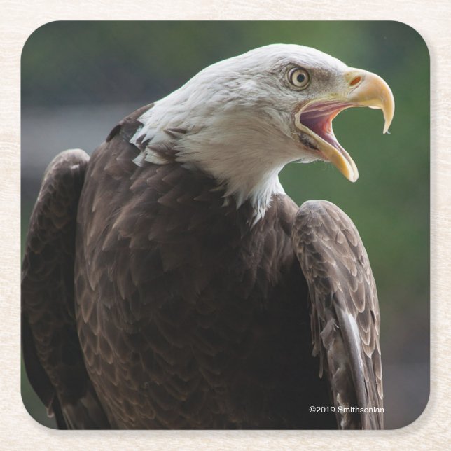 Bald Eagle Calling Square Paper Coaster (Front)