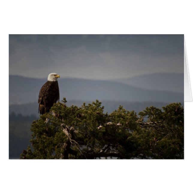 Bald Eagle Card (Front Horizontal)
