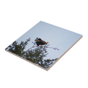 Bald Eagle Ceramic Tile