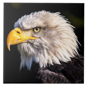 Bald Eagle Ceramic Tile