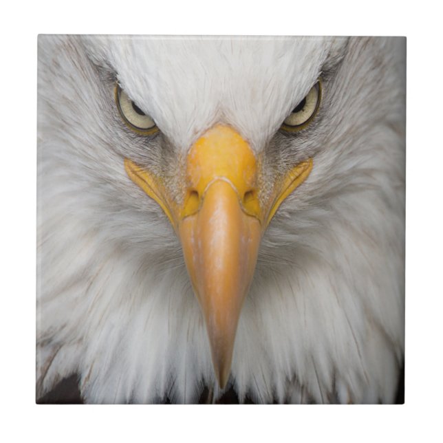 Bald eagle ceramic tile (Front)