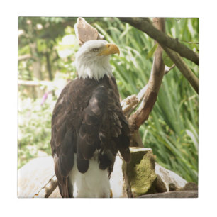 Bald Eagle Ceramic Tile